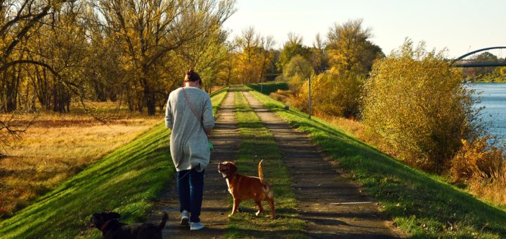 paseador de perros