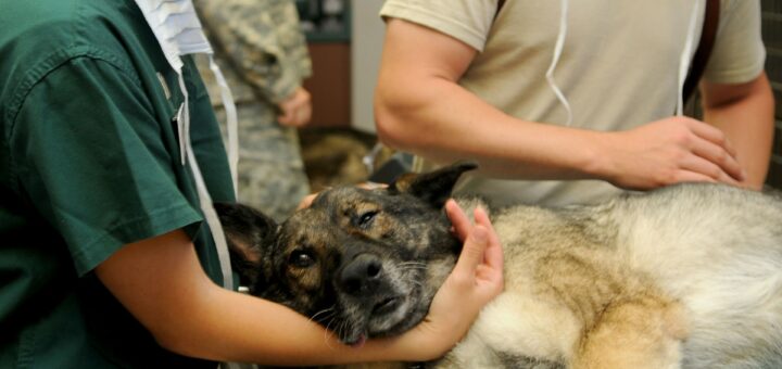 veterinario